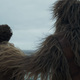 Han and Chewie share a moment in Solo: A Star Wars Story.